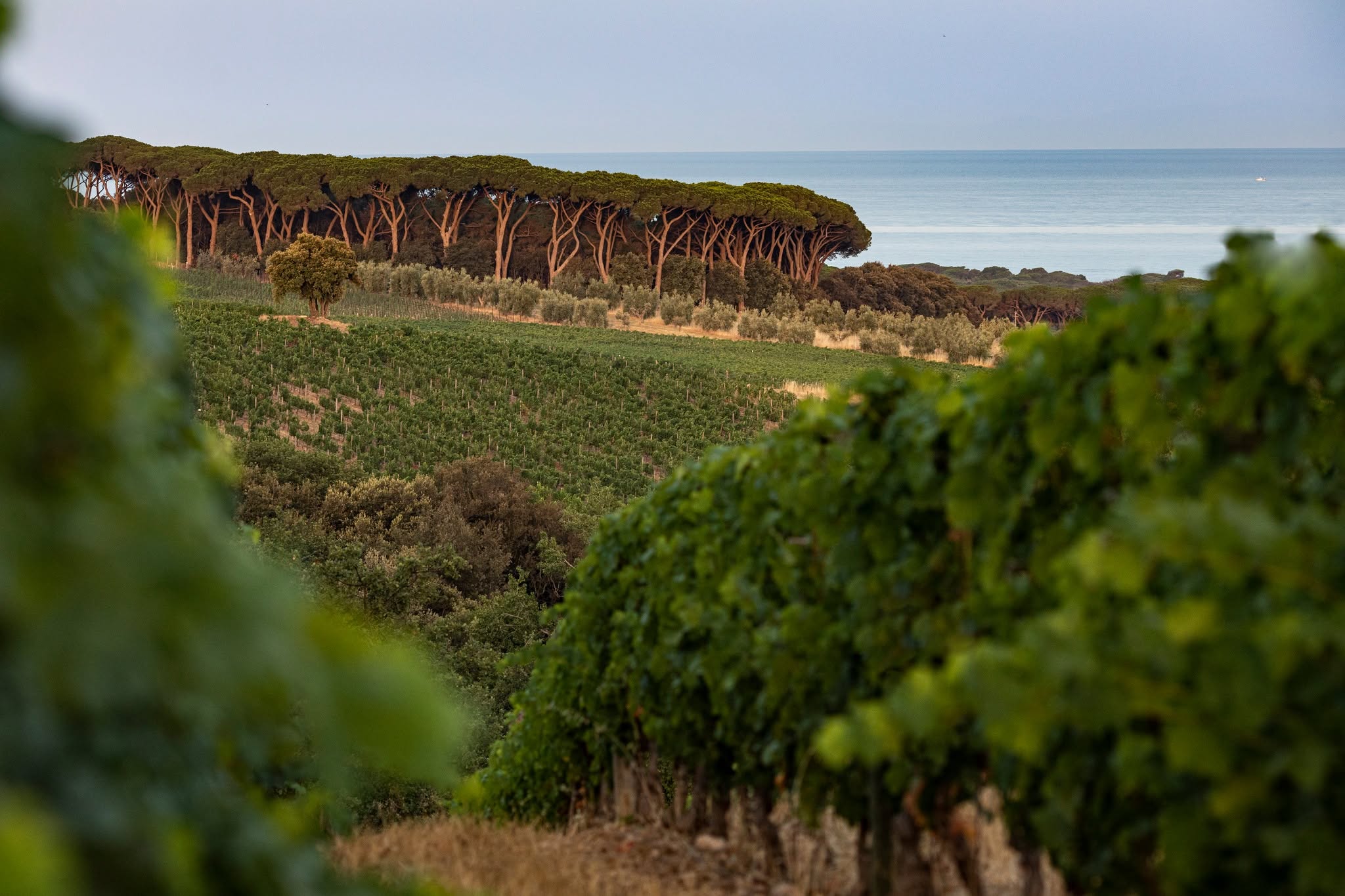Tenuta Argentiera at Grand Cru